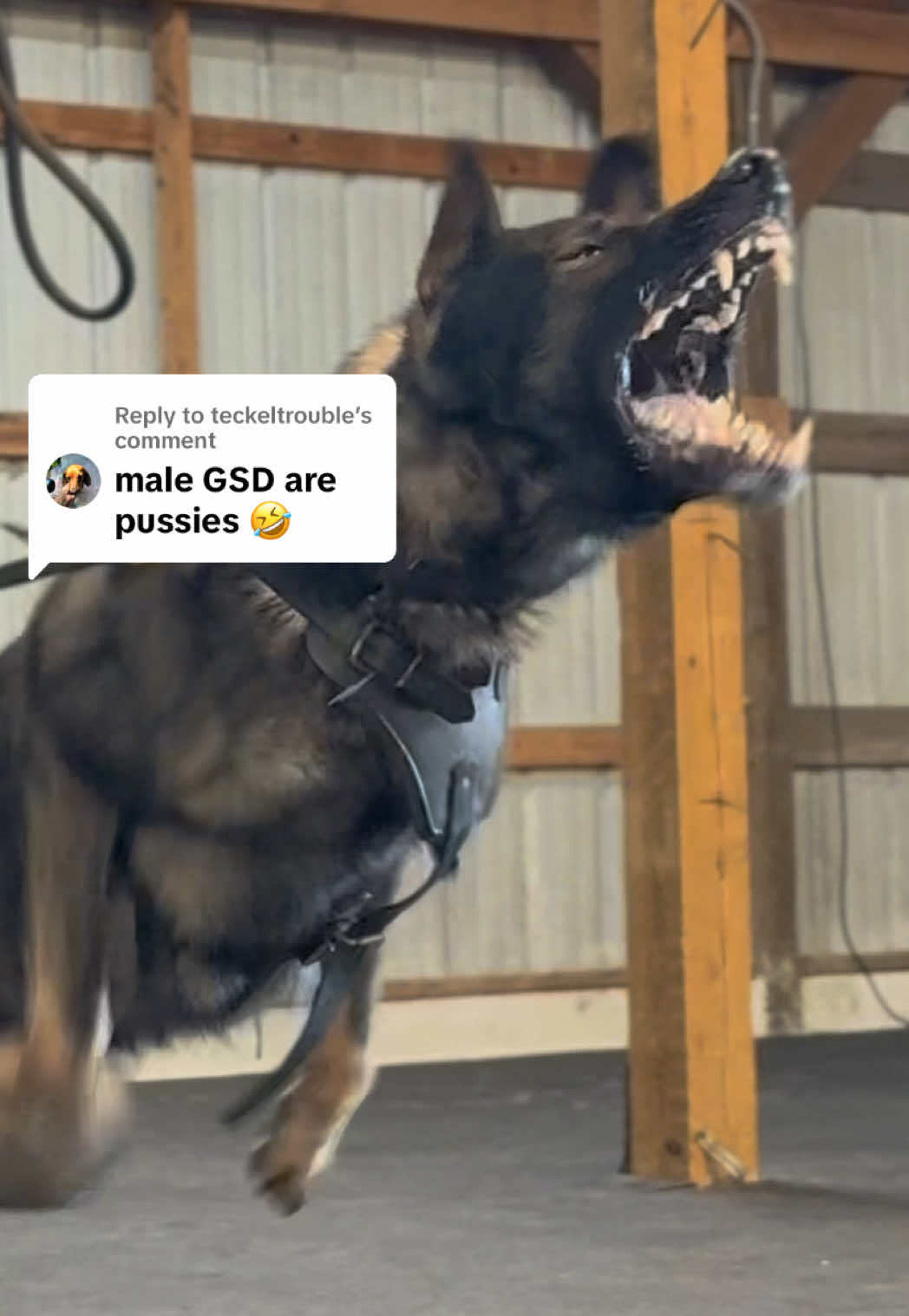 @True Guard K9 I Tara