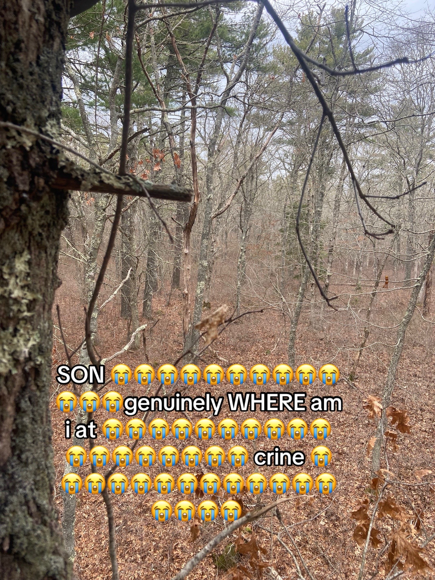 @Dev