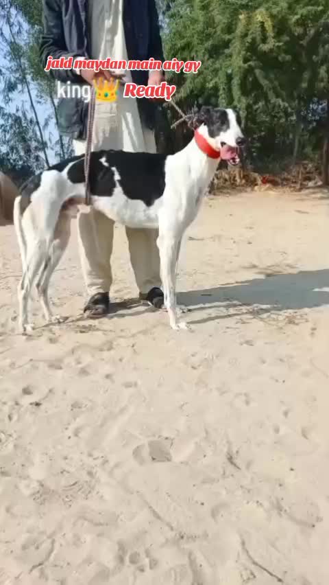 @Asad Saggu