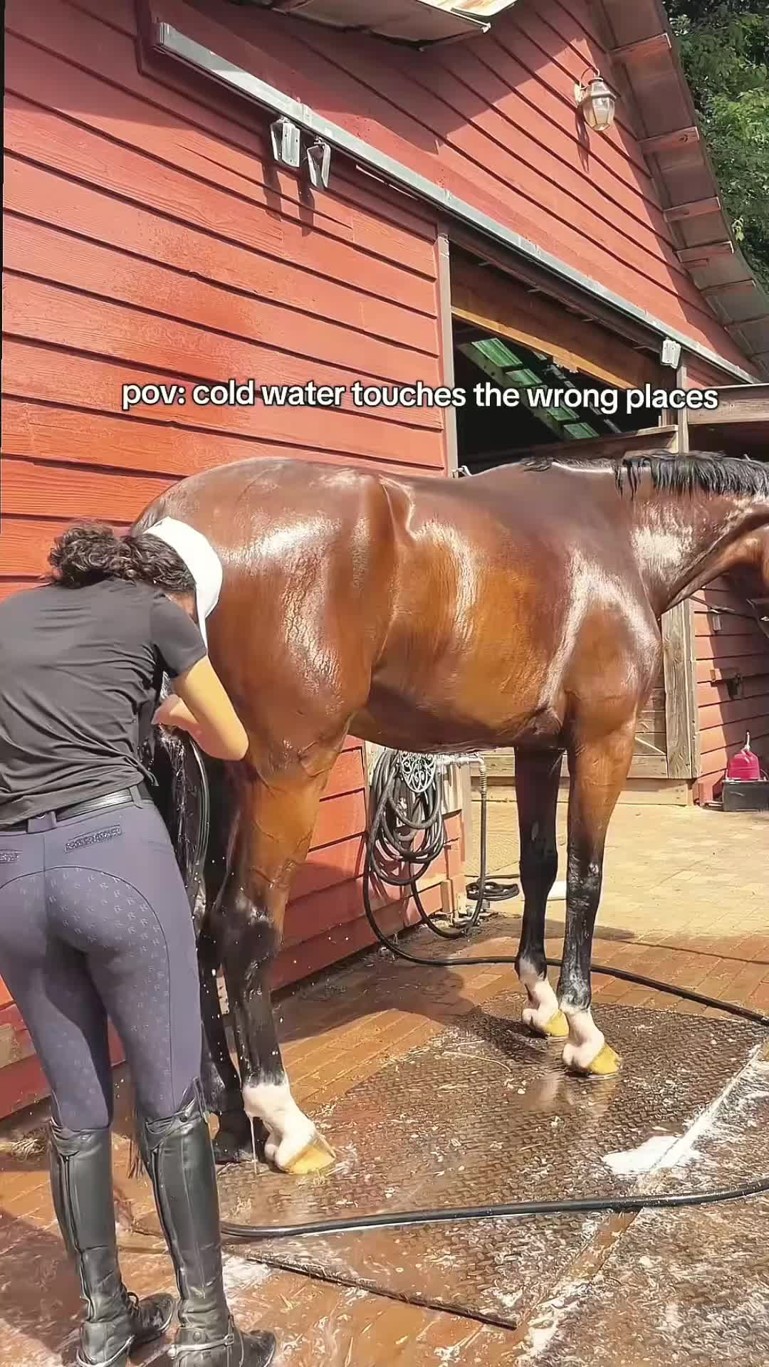 @Tessa - Animal US