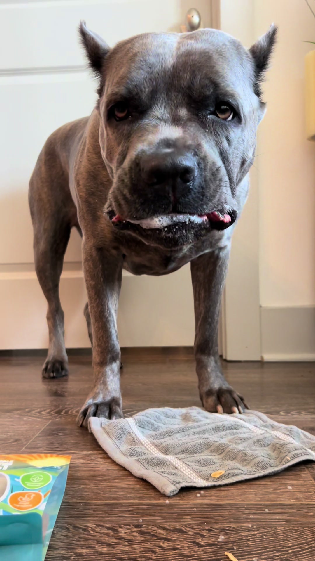 @Remi The Cane Corso