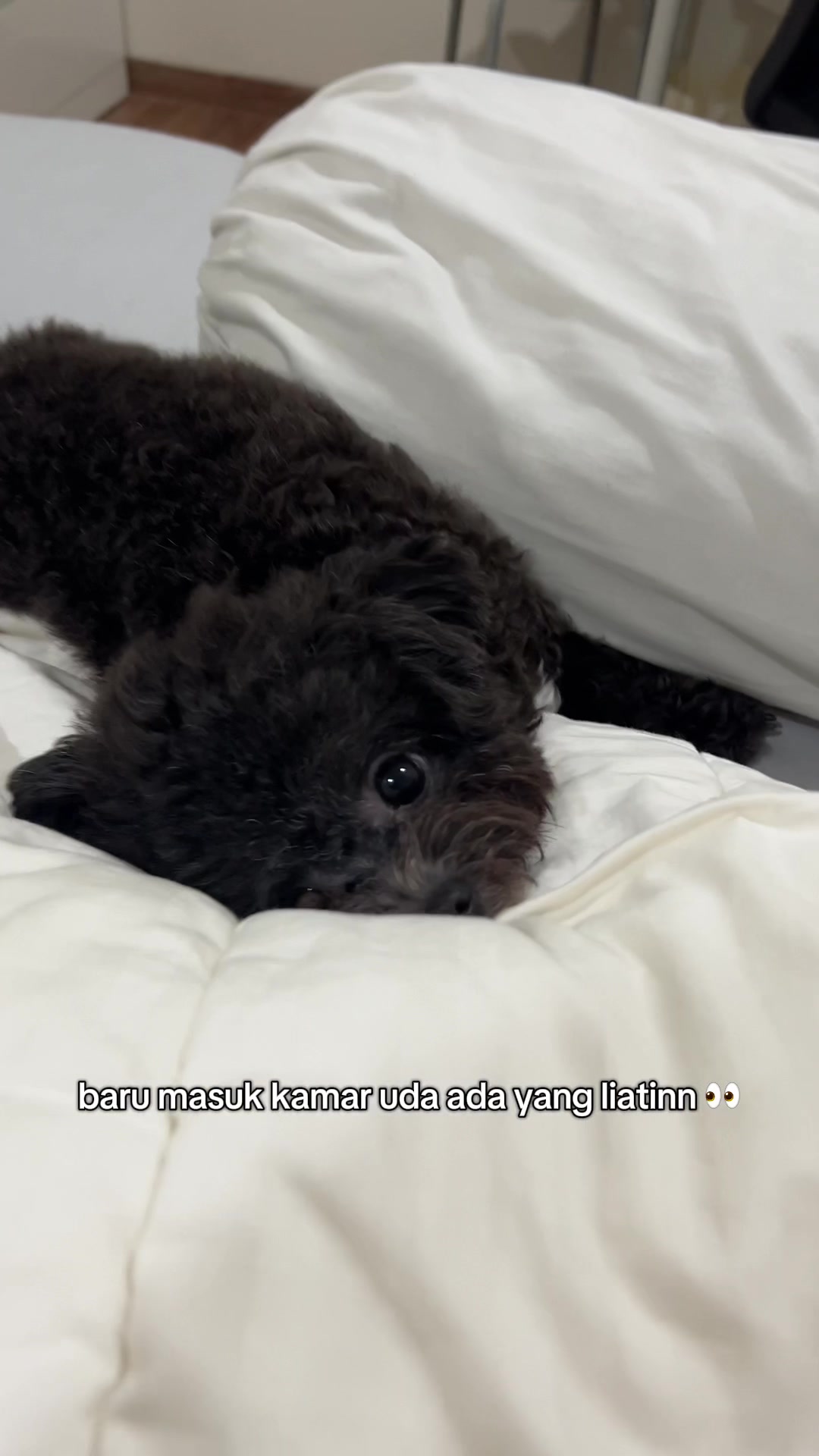 @chippi the poochon