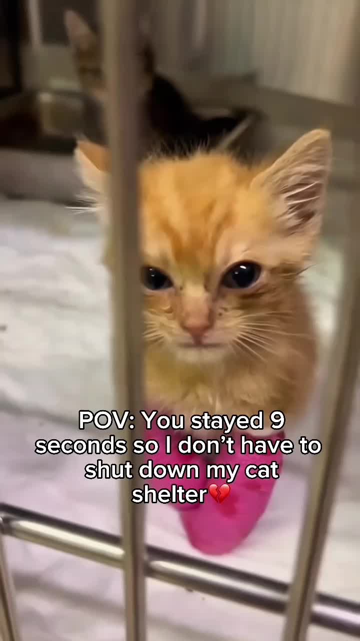 @Purry Paws