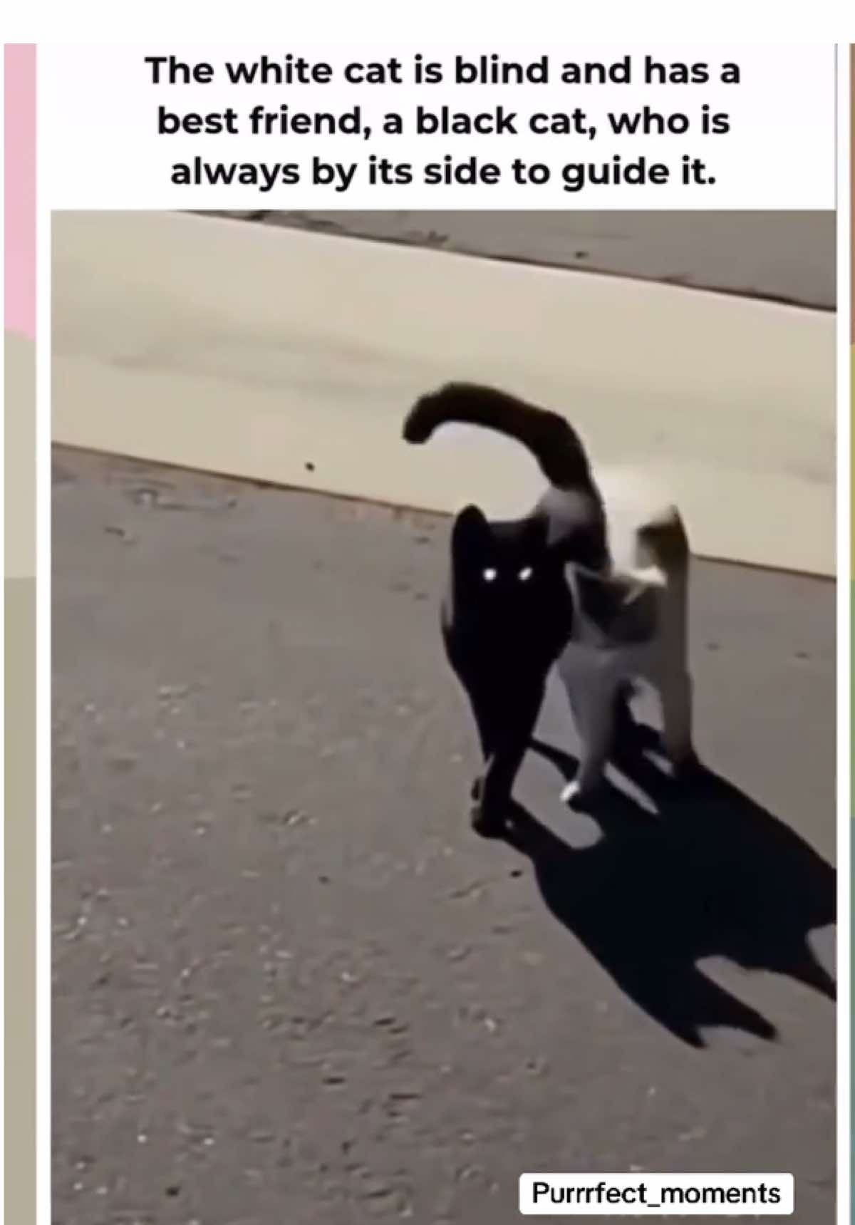 @Purrrrfect Moments