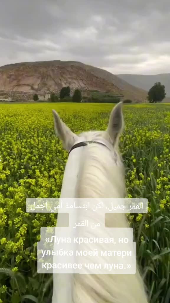 @kalifa_
