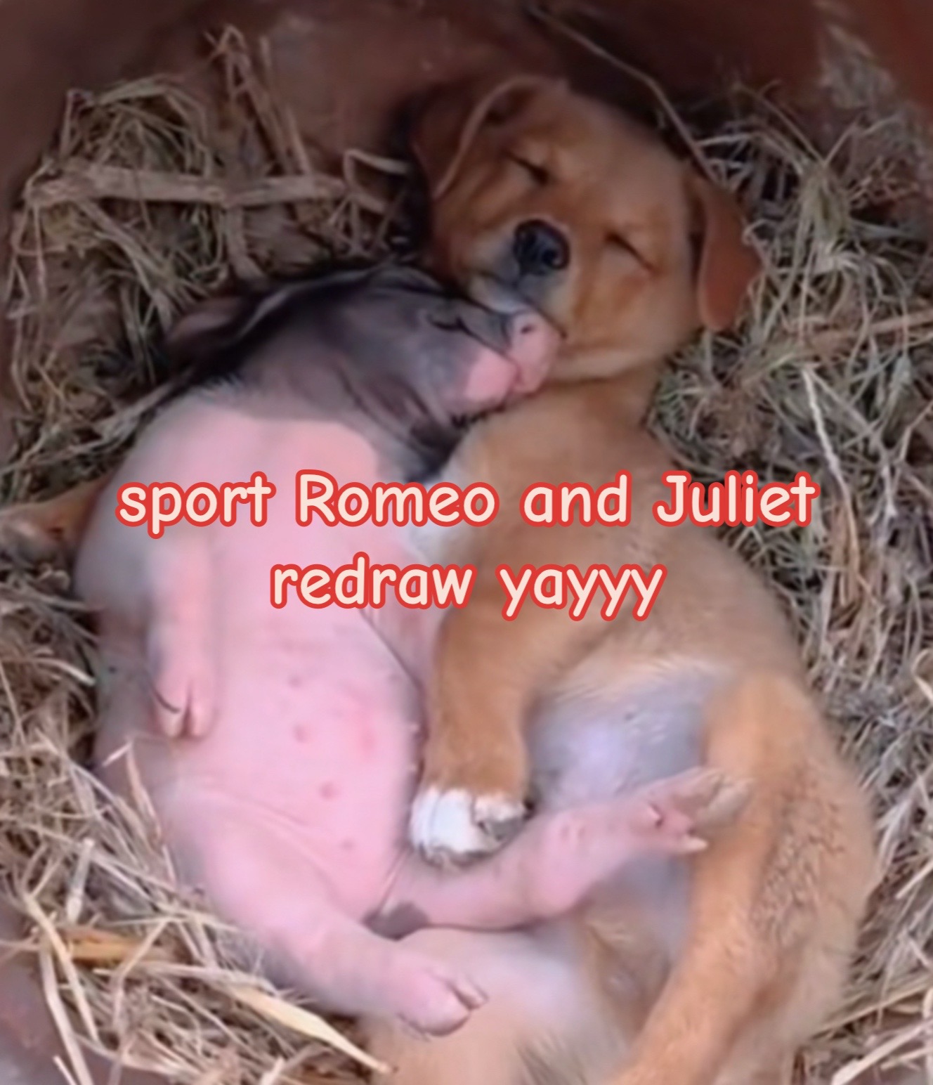 @zort/ollie (spanky's bohab)