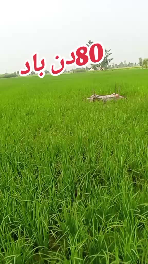 @qaisarabbas6786