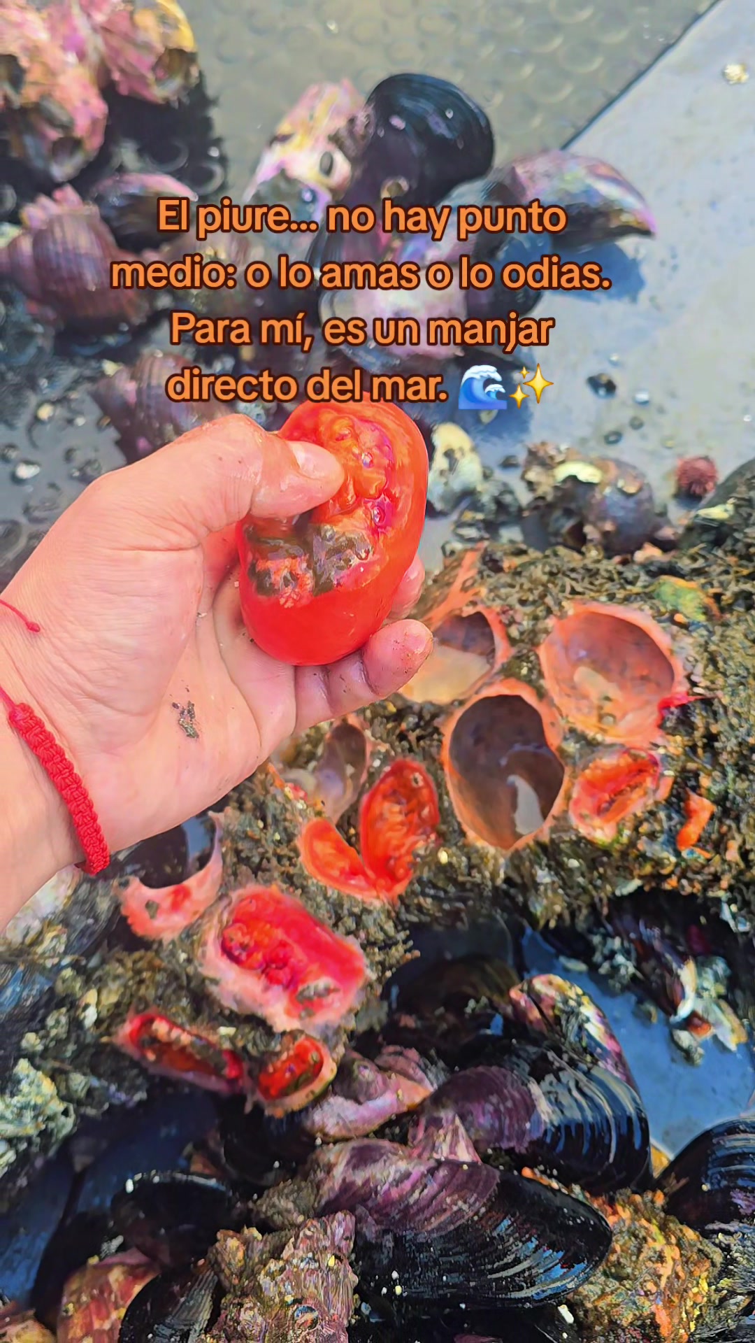 @jorge_el_chilote