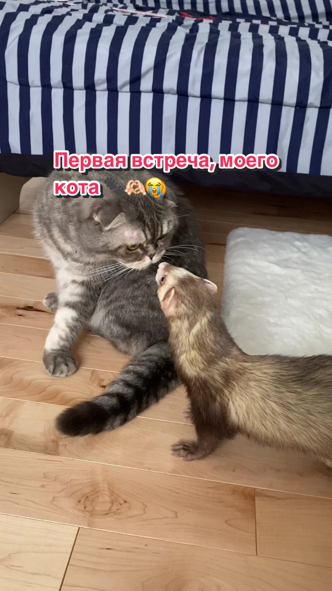 @F_u_r_e_t🐾✨🤍