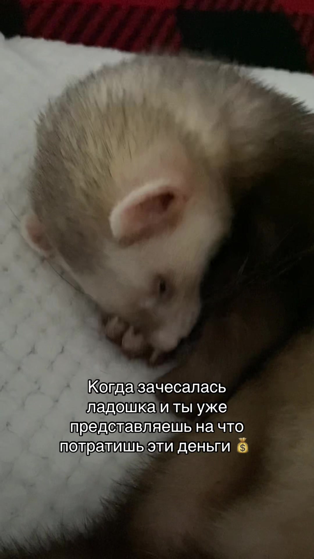 @F_u_r_e_t🐾✨🤍