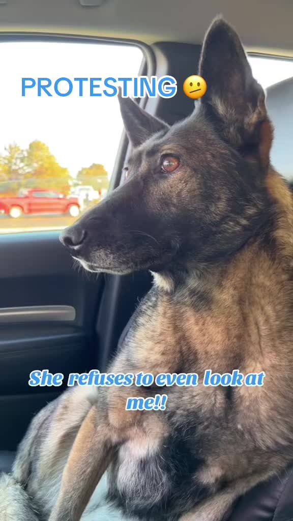 @K9 Dina