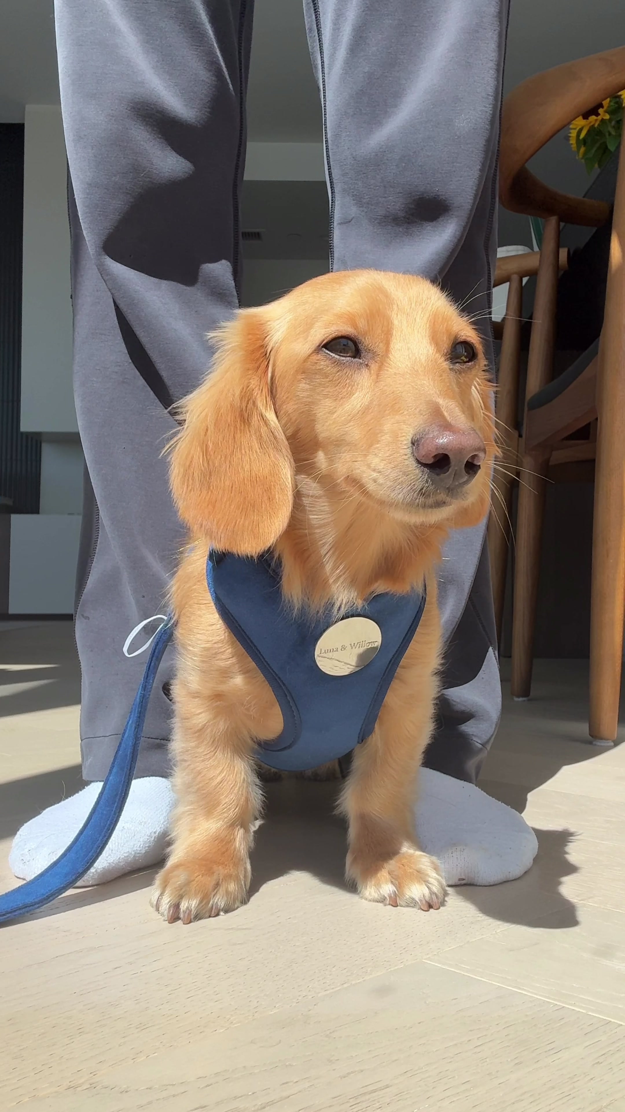 @cashewdachshund