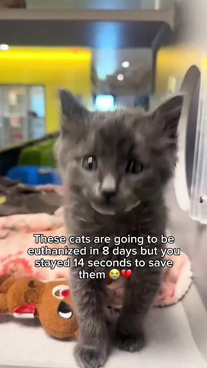 @Purry Paws
