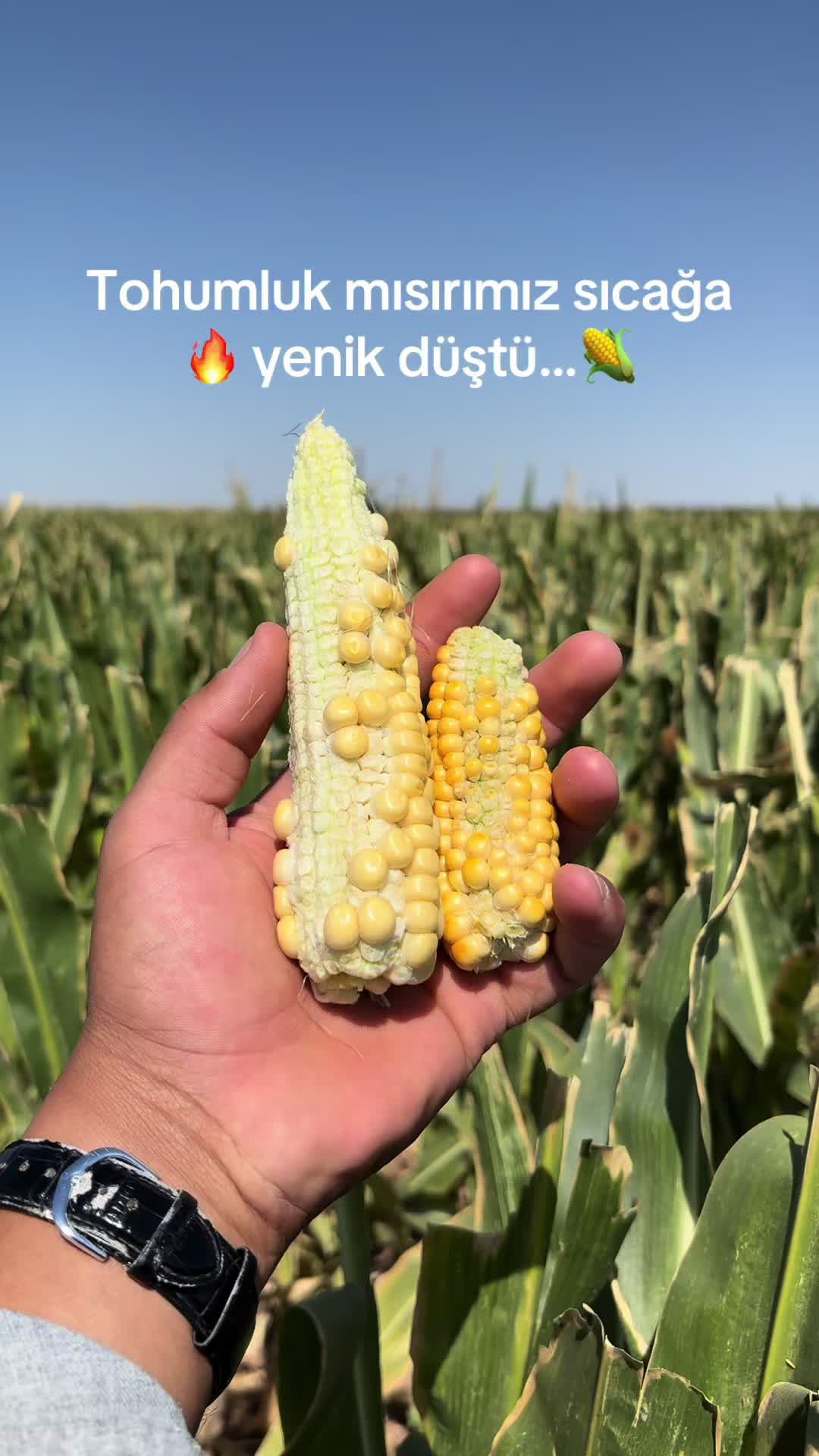 @İsmail EFE