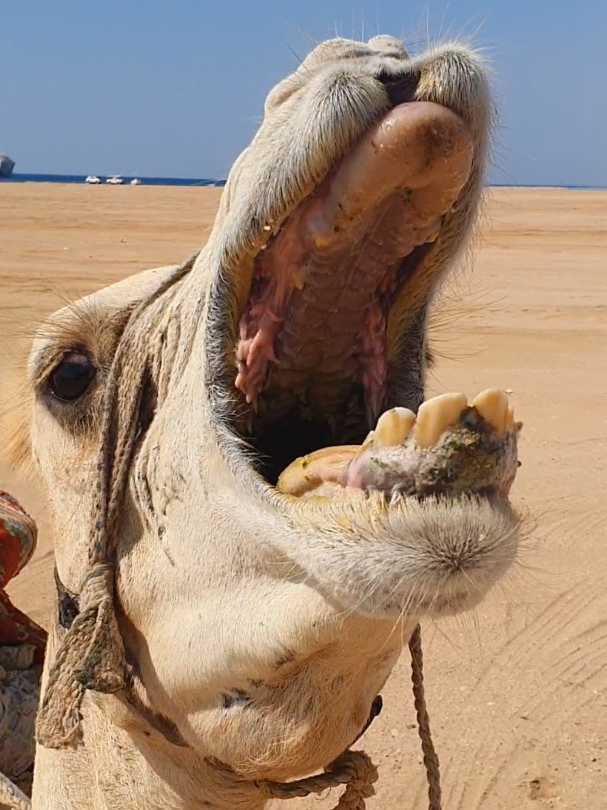 @funny:)animalsbytwins