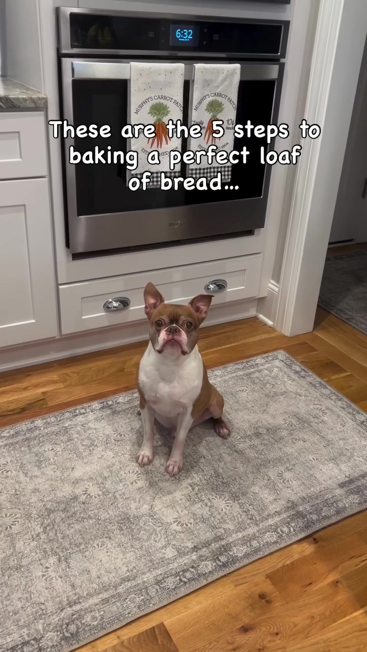 @boston.terrier.shop