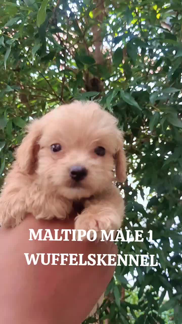 @wuffels