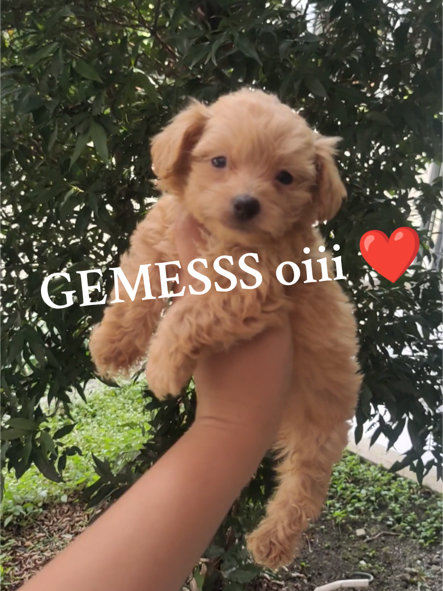 @wuffels