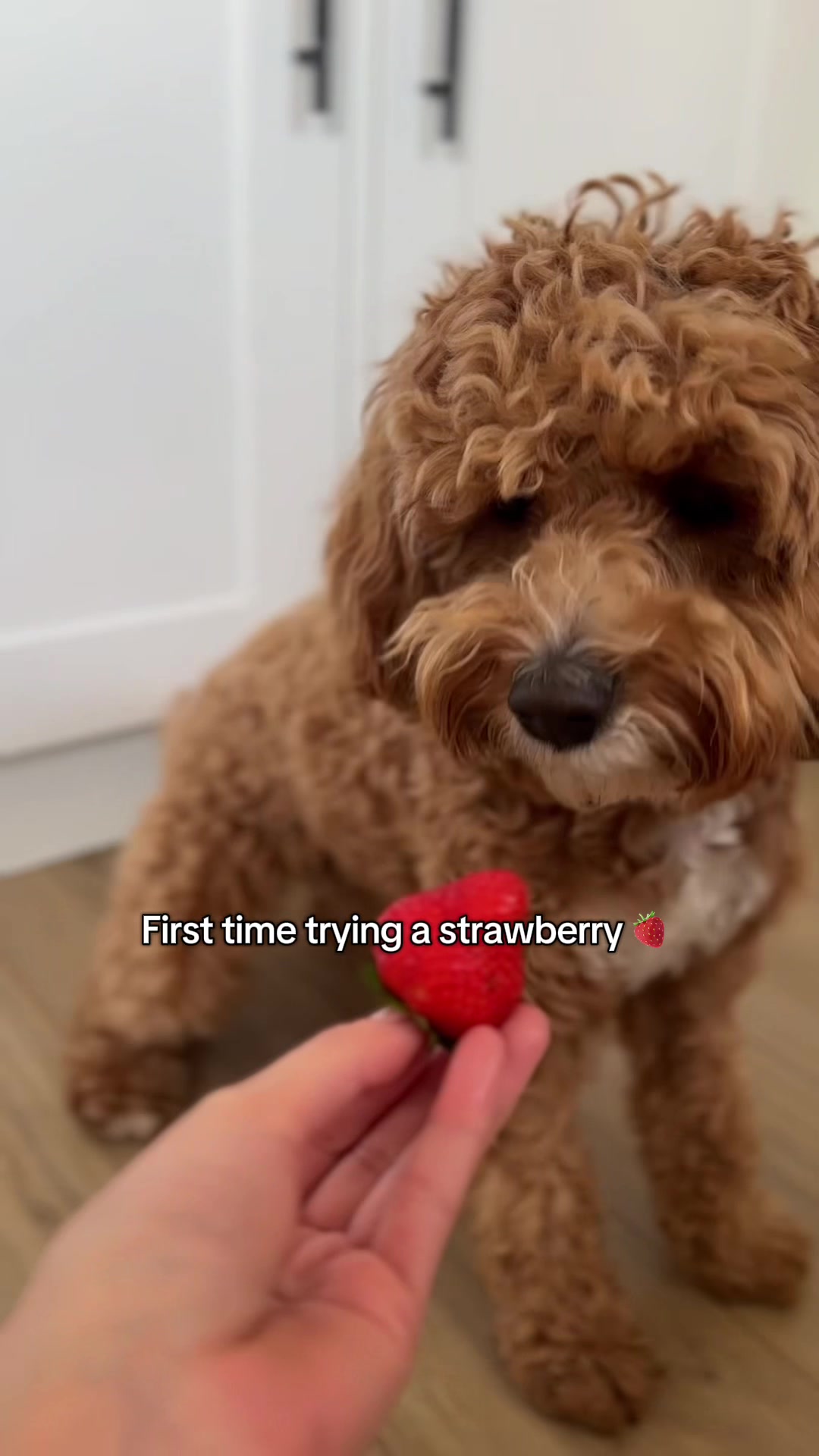 @Rosco & His Humans ๐พ๐ ๐ฉต