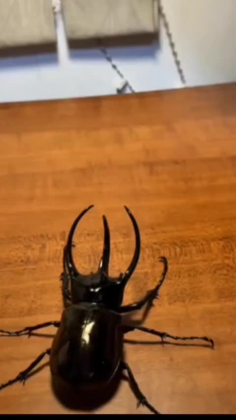 @himdoi59