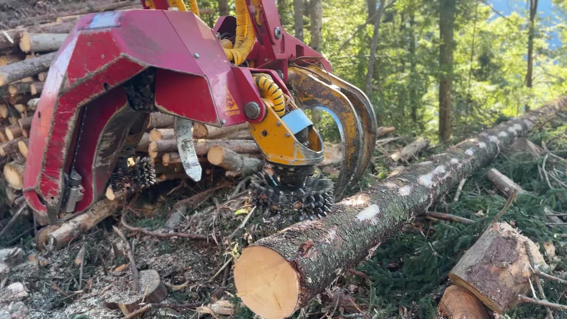 @forestexport