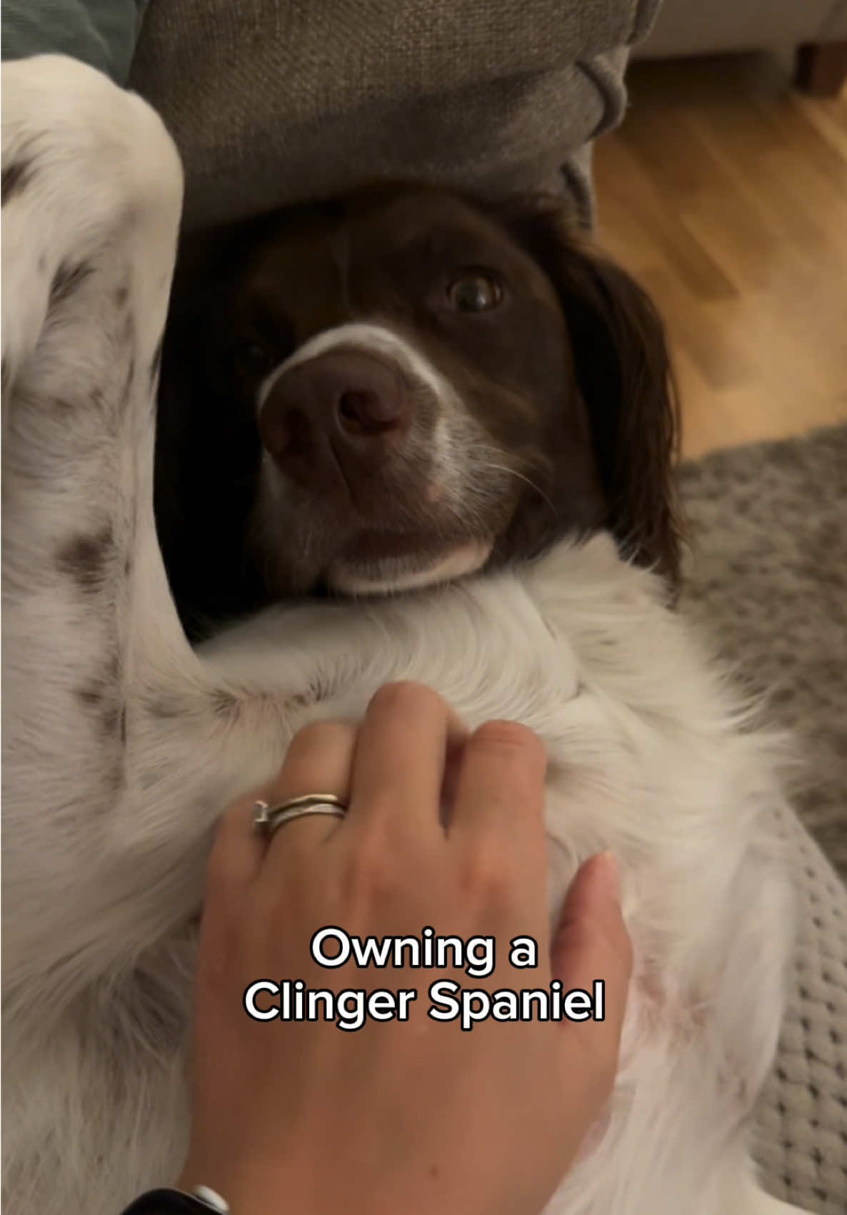 @Jinky Springer Spaniel 🐾 💚