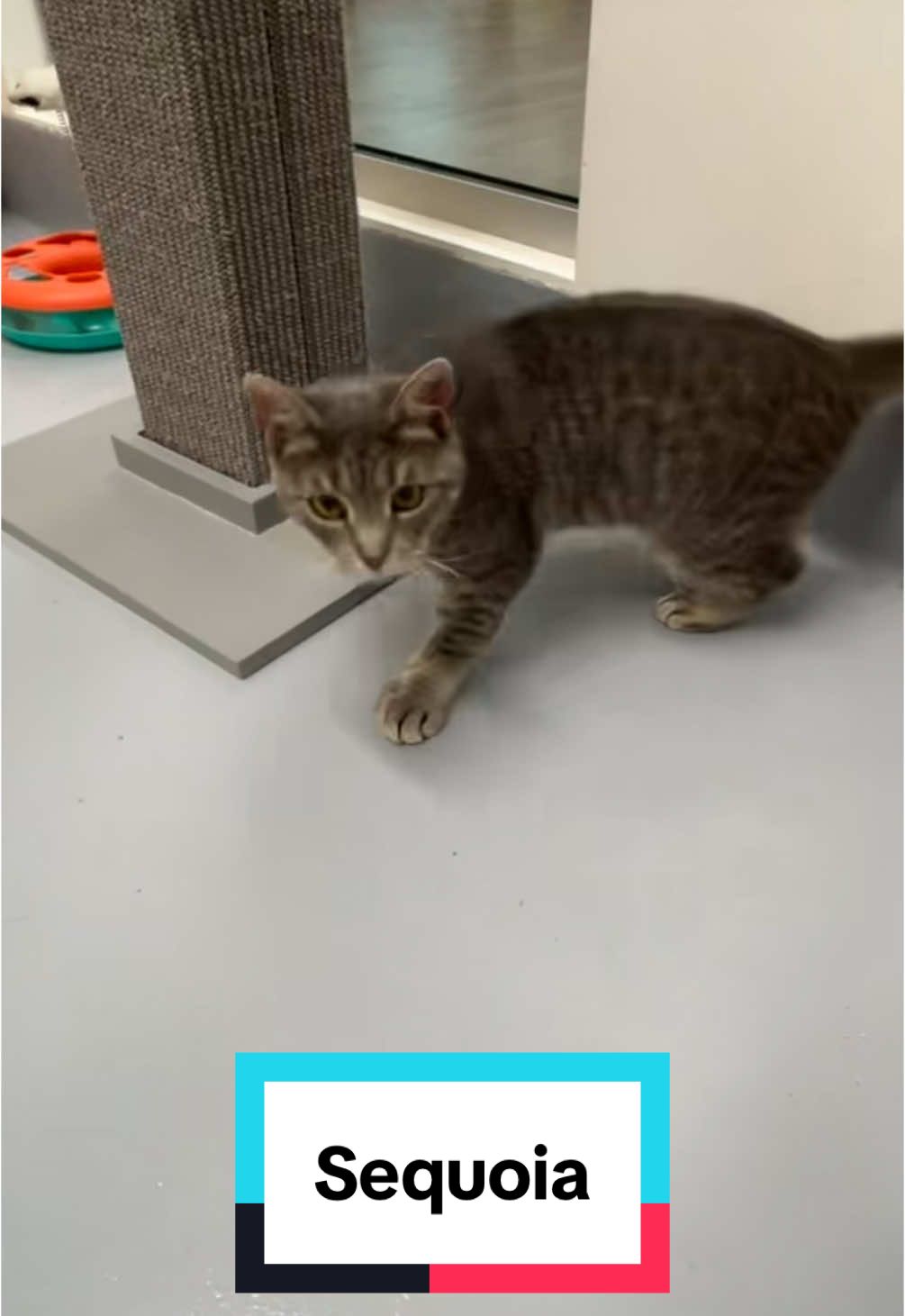 @Friends of Strays