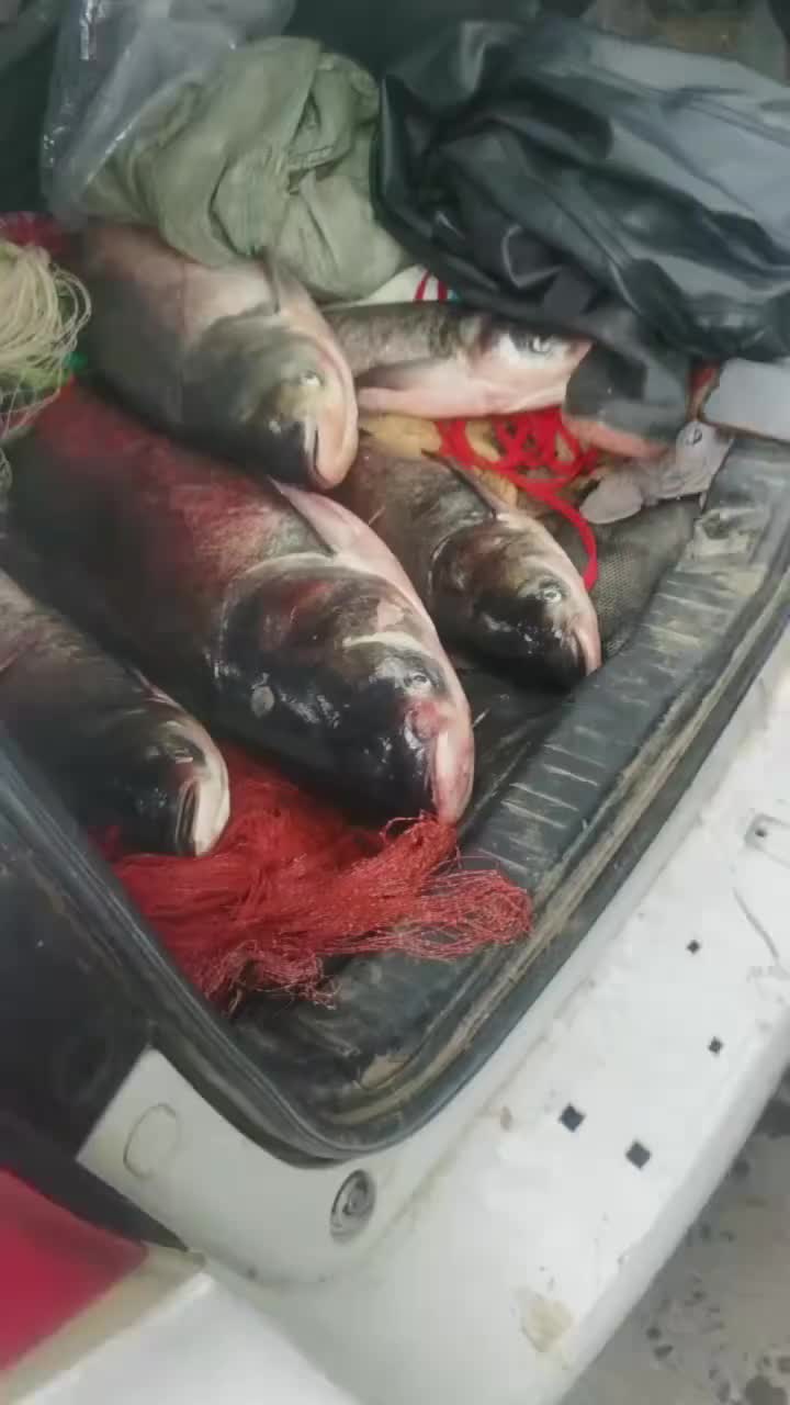 @wywangyu
