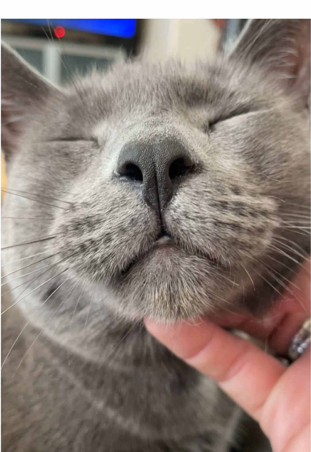 @ACatNamedMushroom