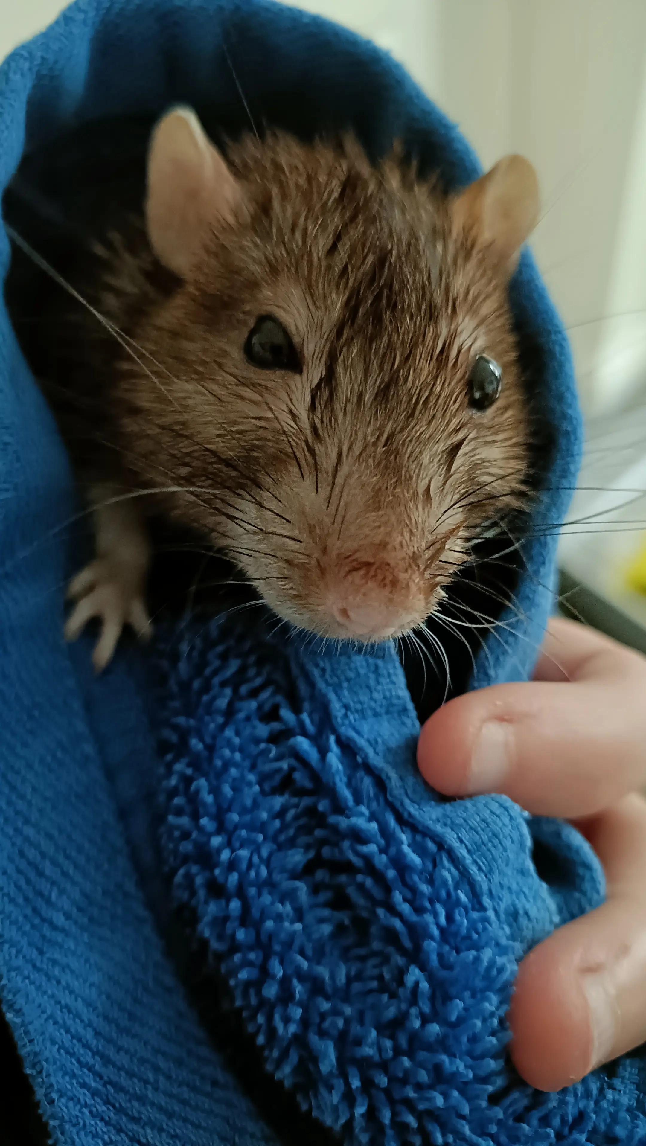 @thecuriousrats