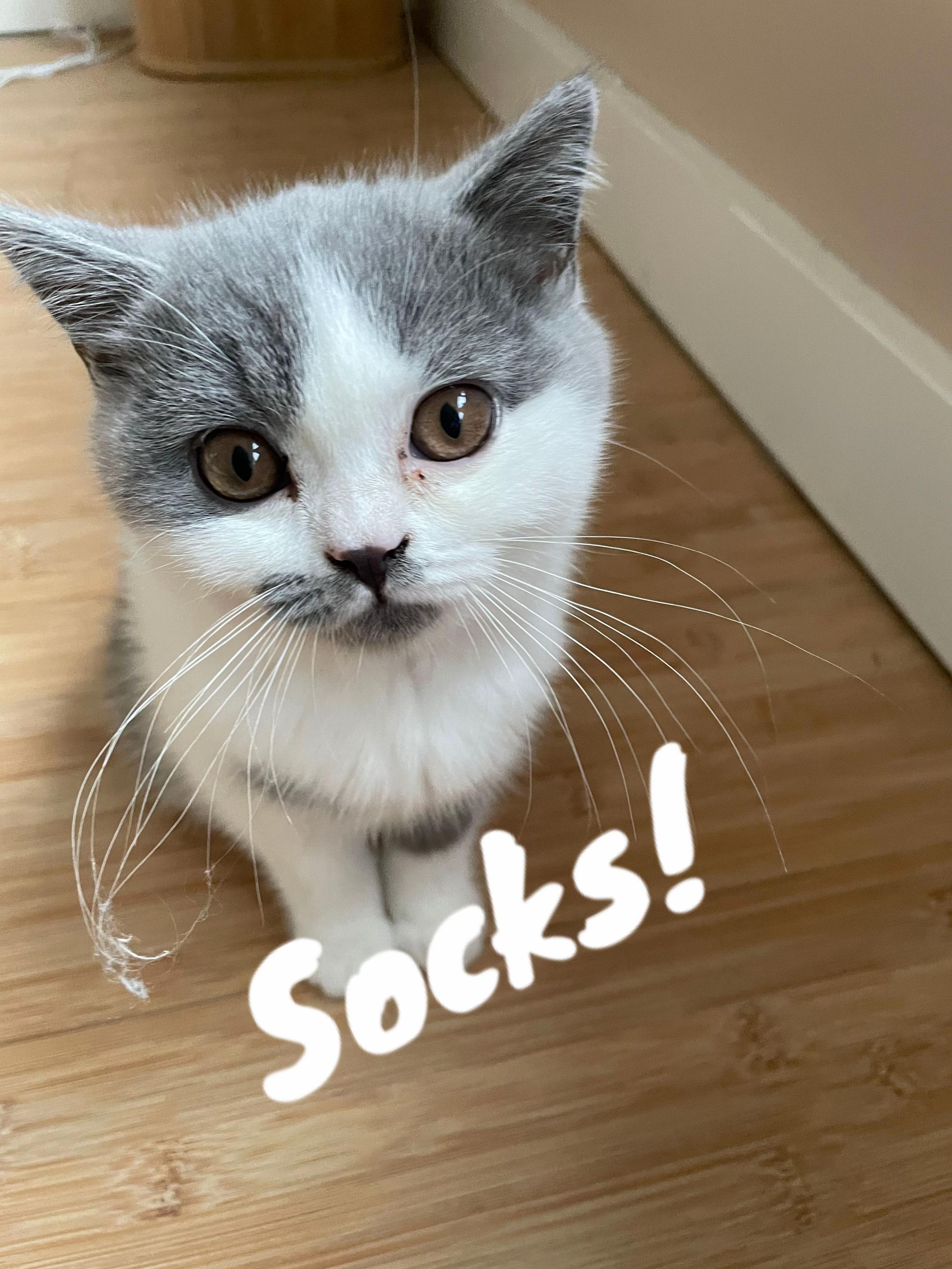 @Socks_and_Kiko