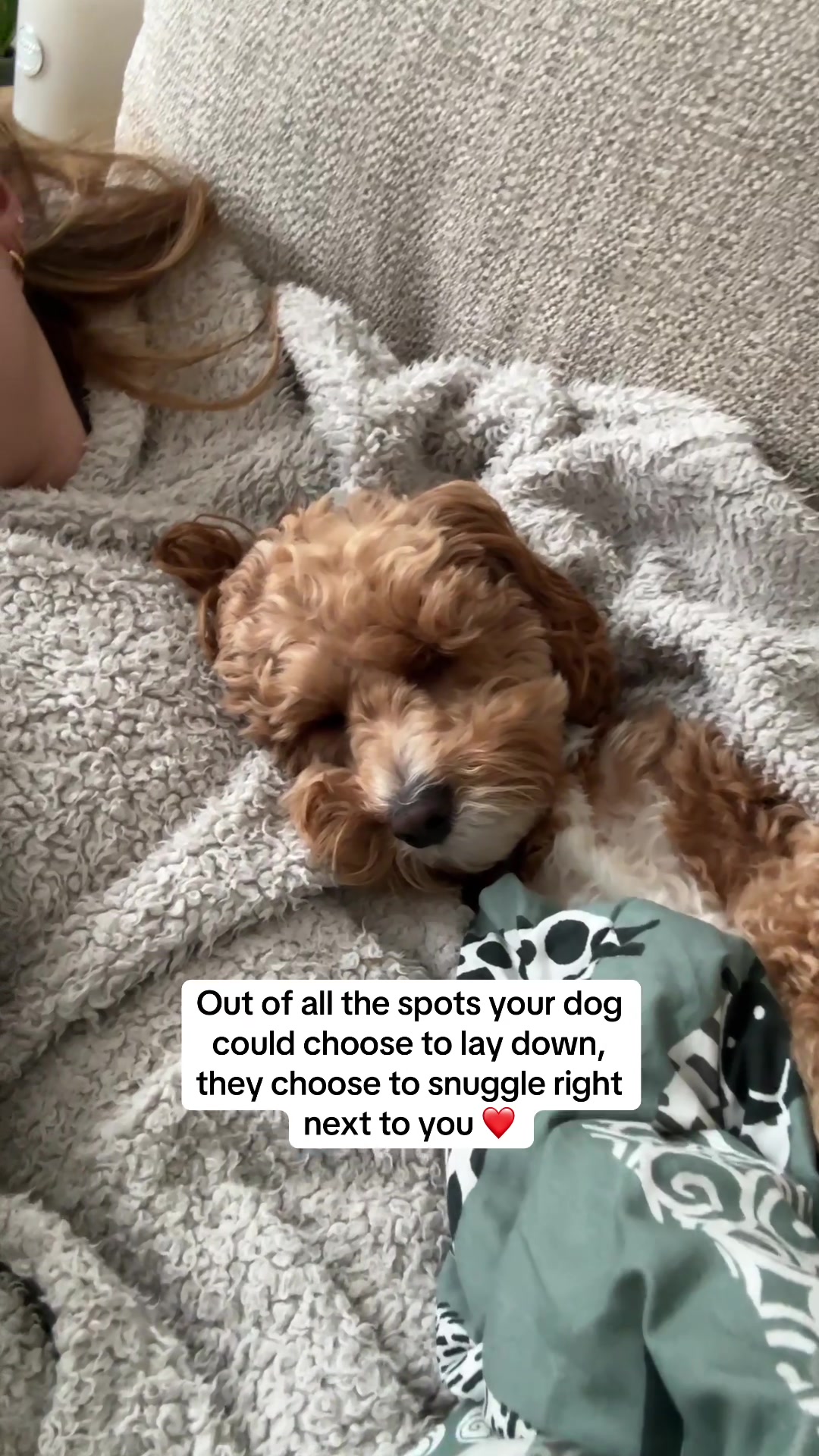 @Rosco & His Humans ๐พ๐ ๐ฉต