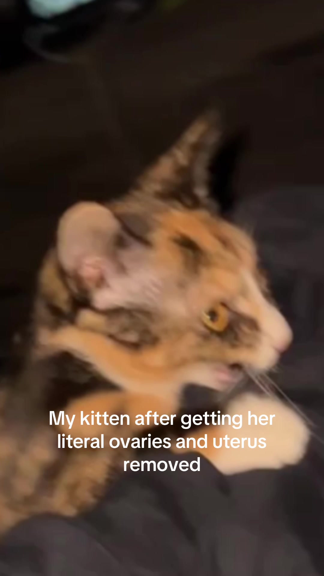 @bi0ncaa