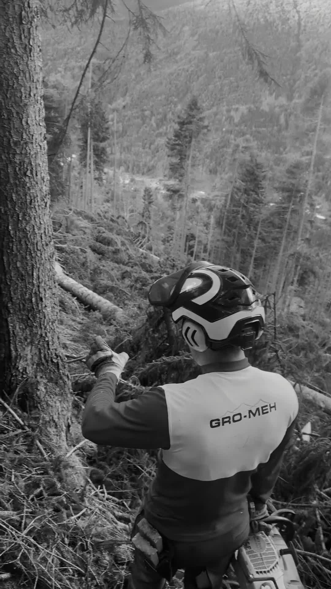 @forestexport