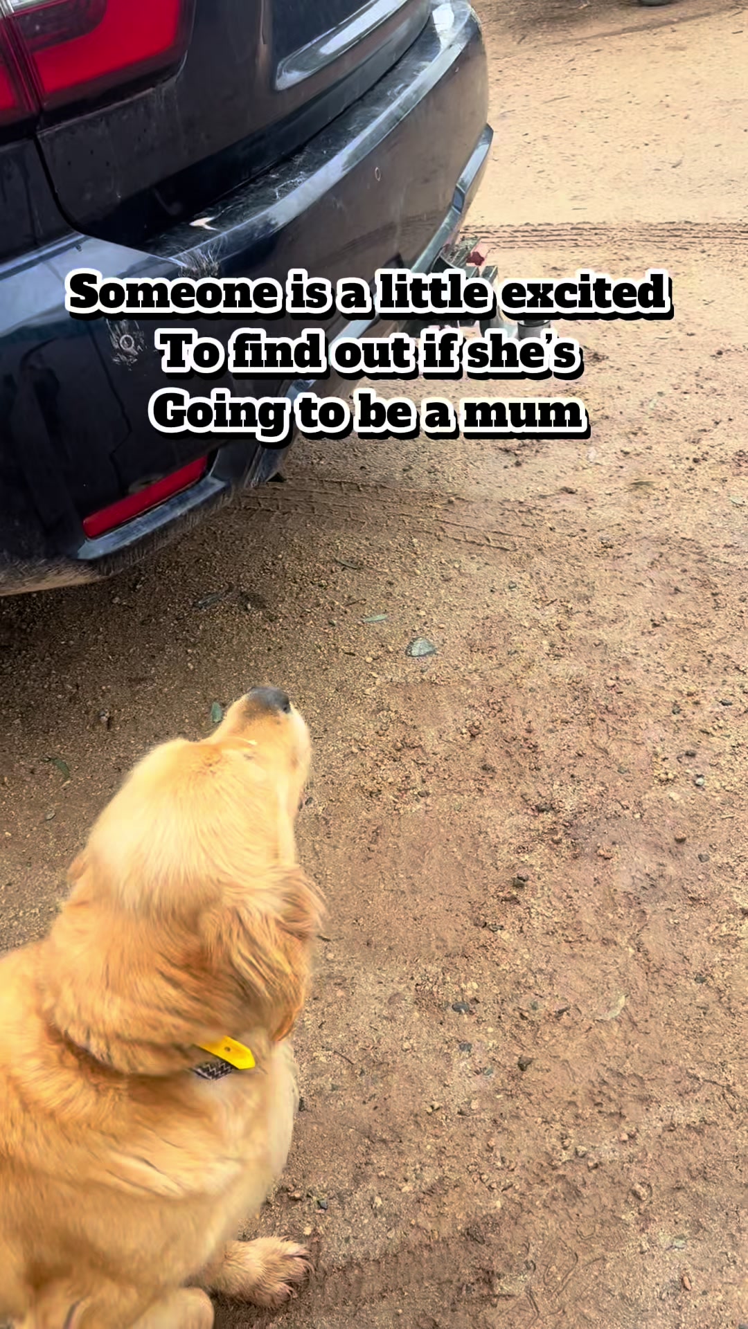 @HighCountryRetrievers