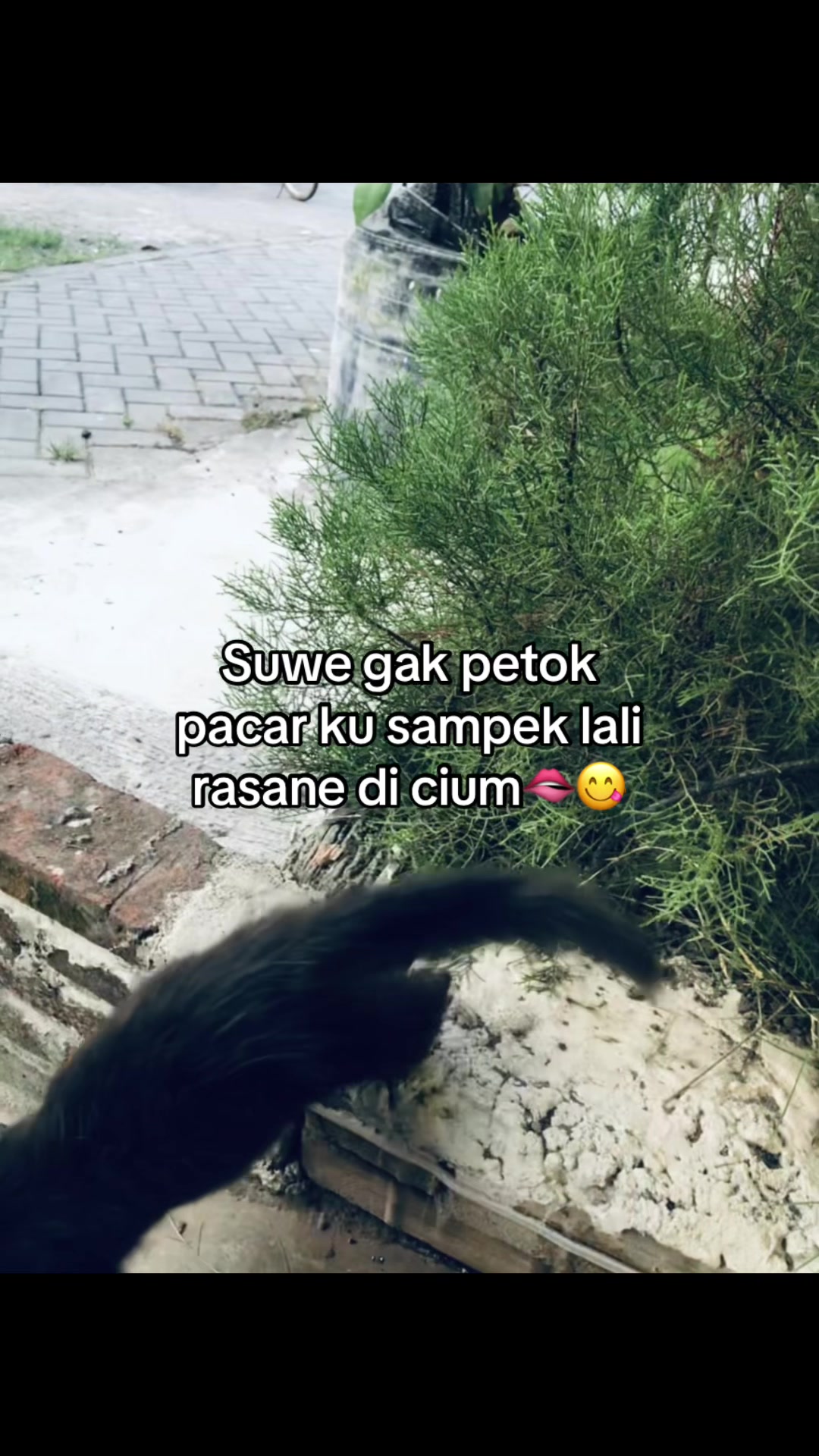 @menggok,sess🕊