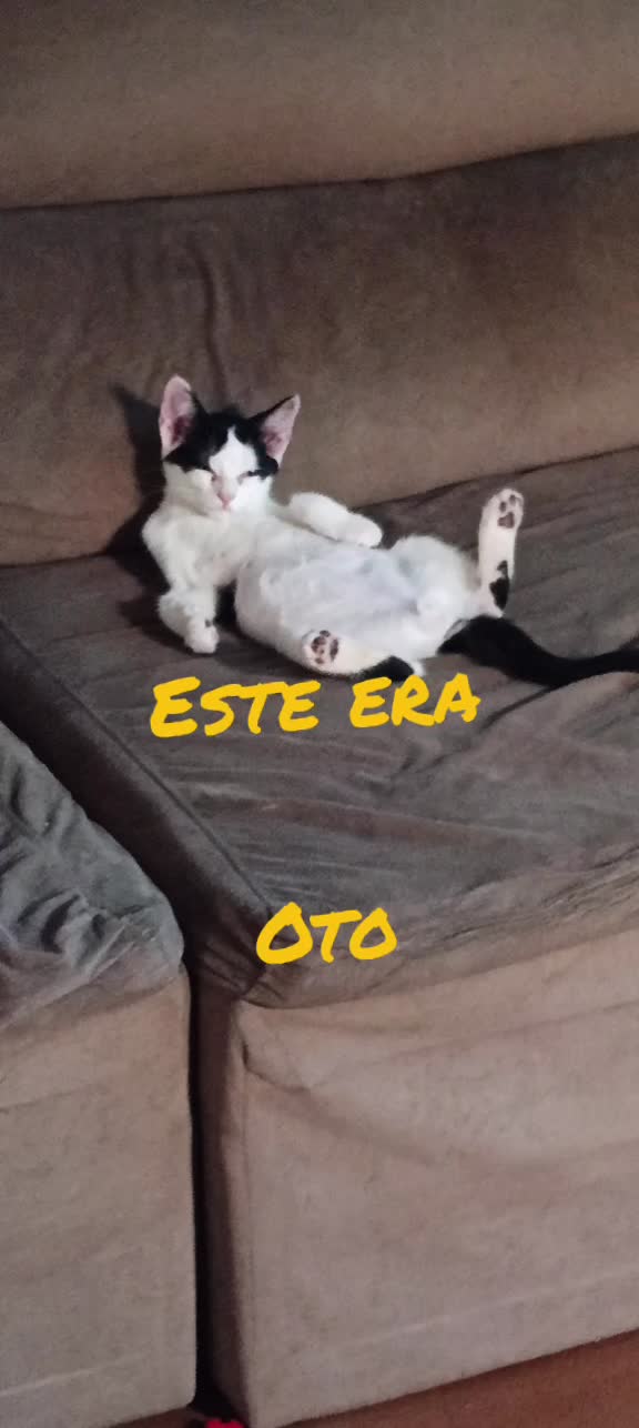 @@ellysontiktok
