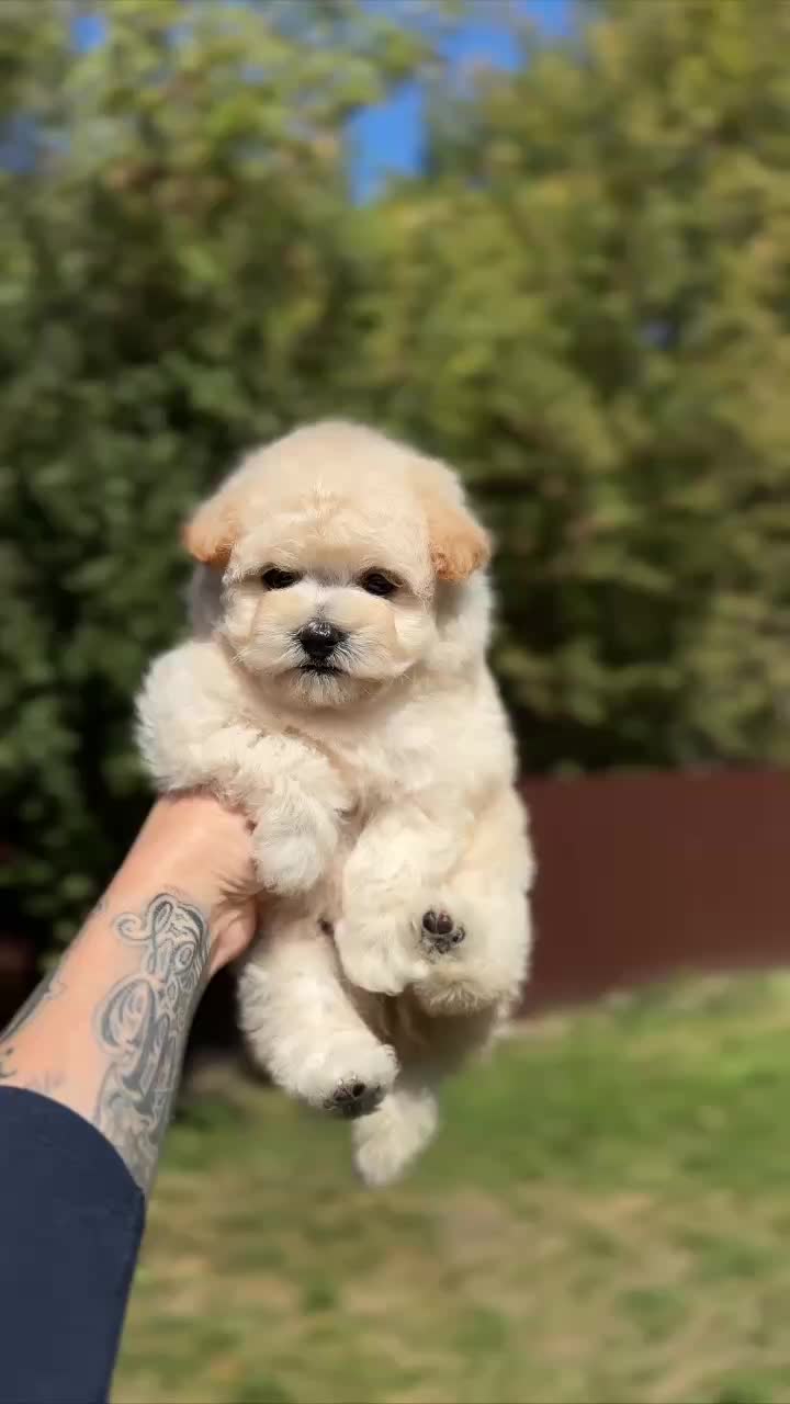 @kate_pomeranianl