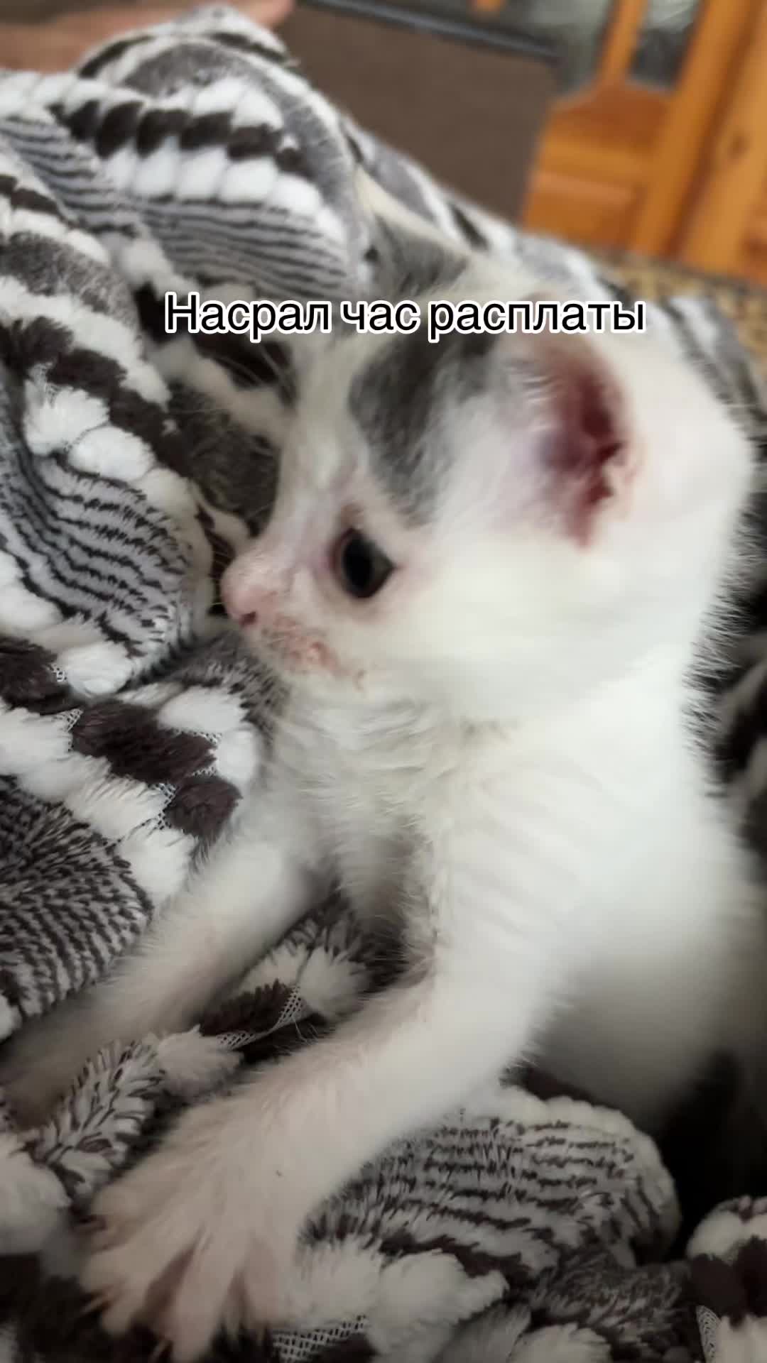 @Pashtet.com