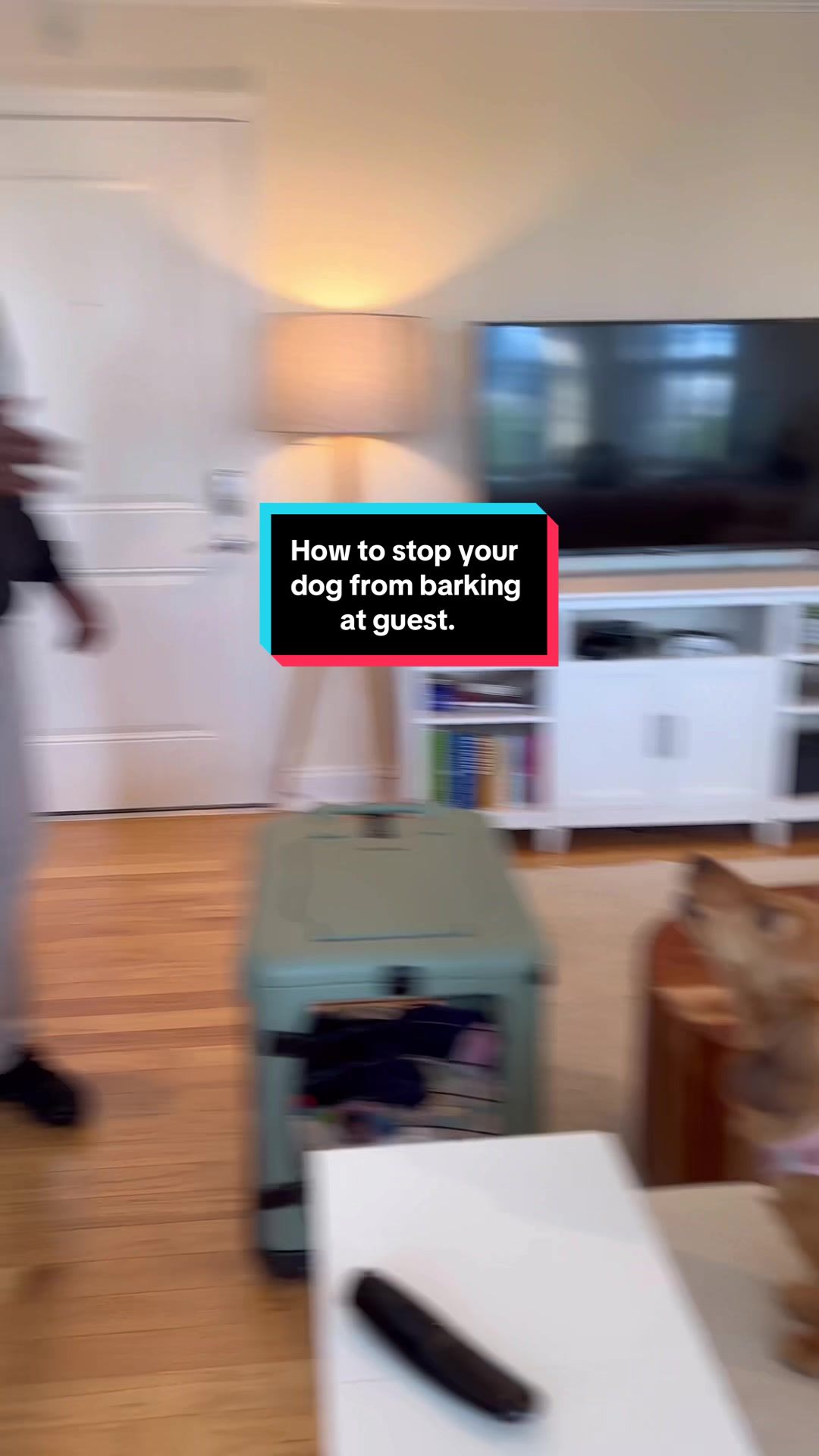 @citylivingdog