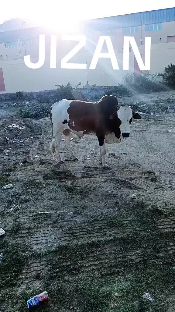 @ramjan khan rolsabsar