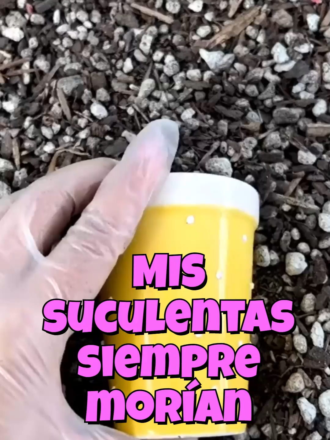 @Cactus y Suculentas