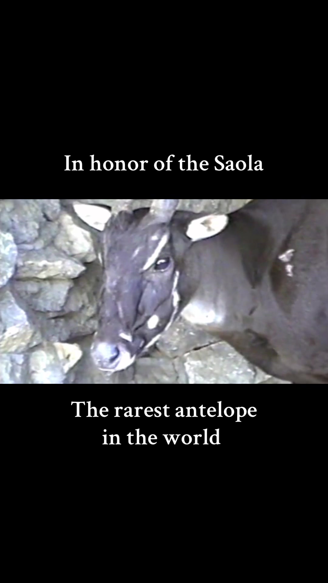 @Soul_searching_for_animals