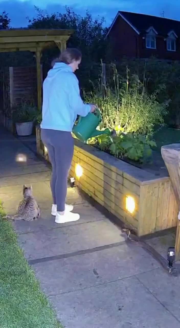 @Animal Stories
