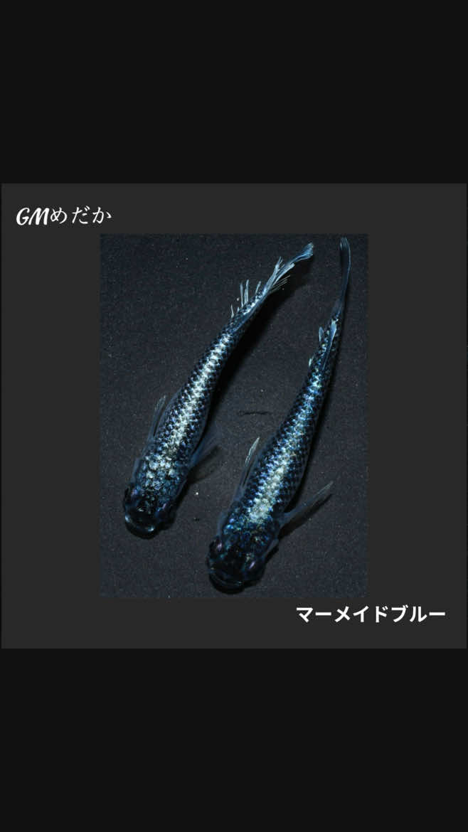 @gmmedaka.niigata
