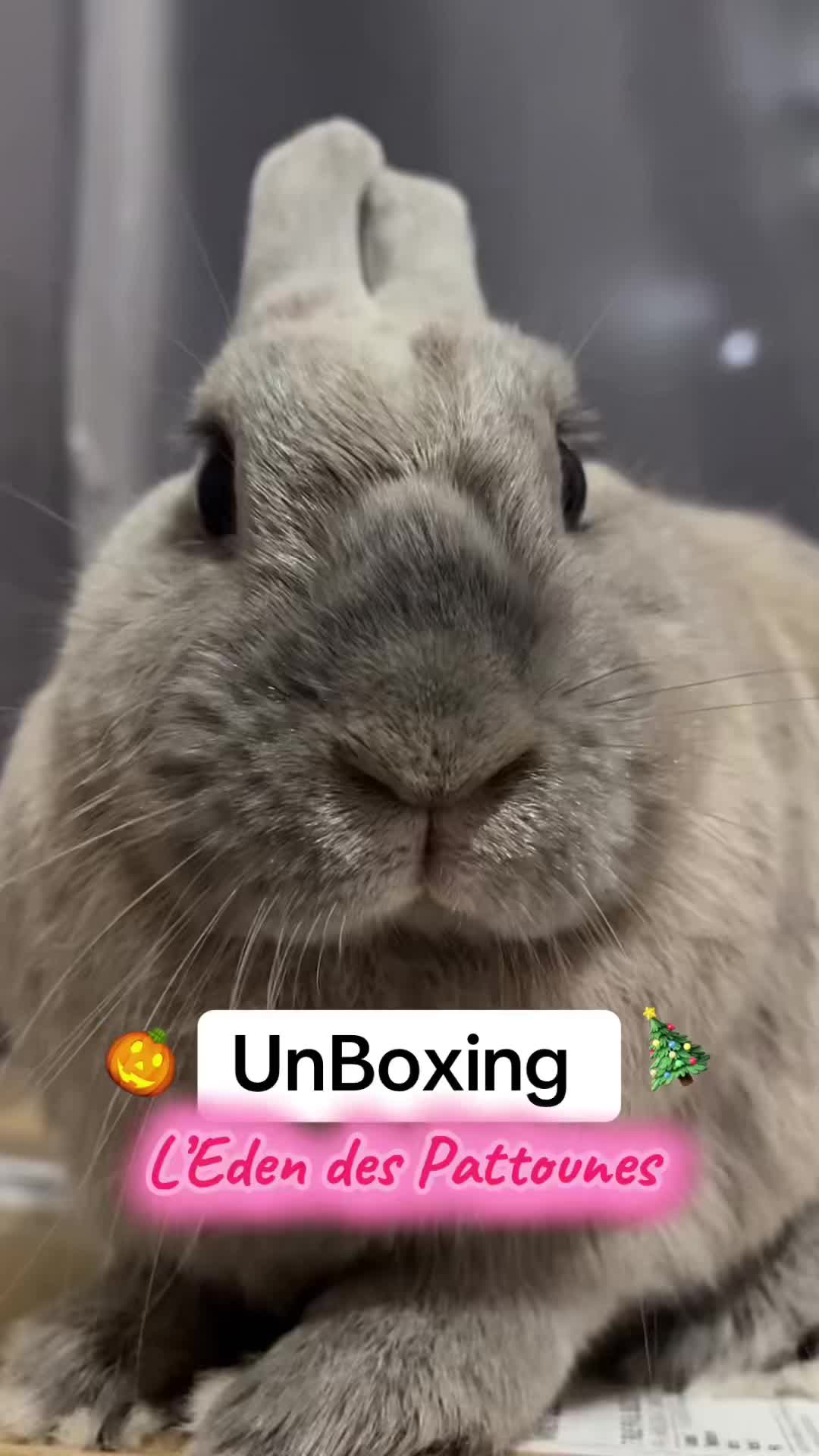 @PantoufleLapin