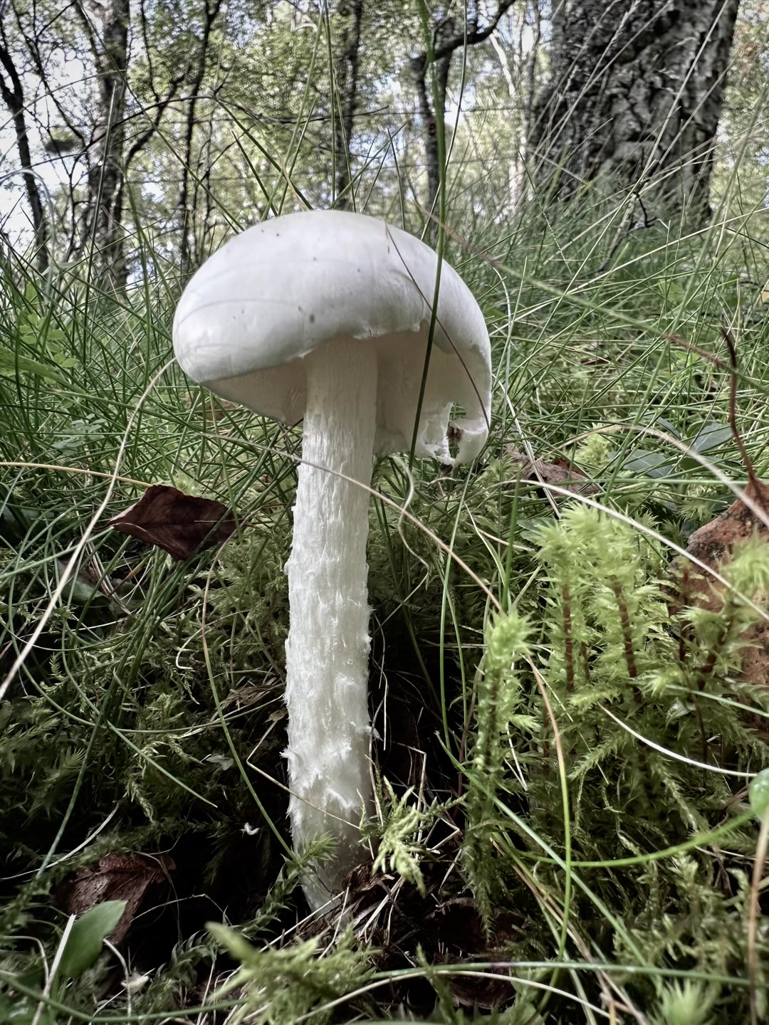 @the.foraging.course.co