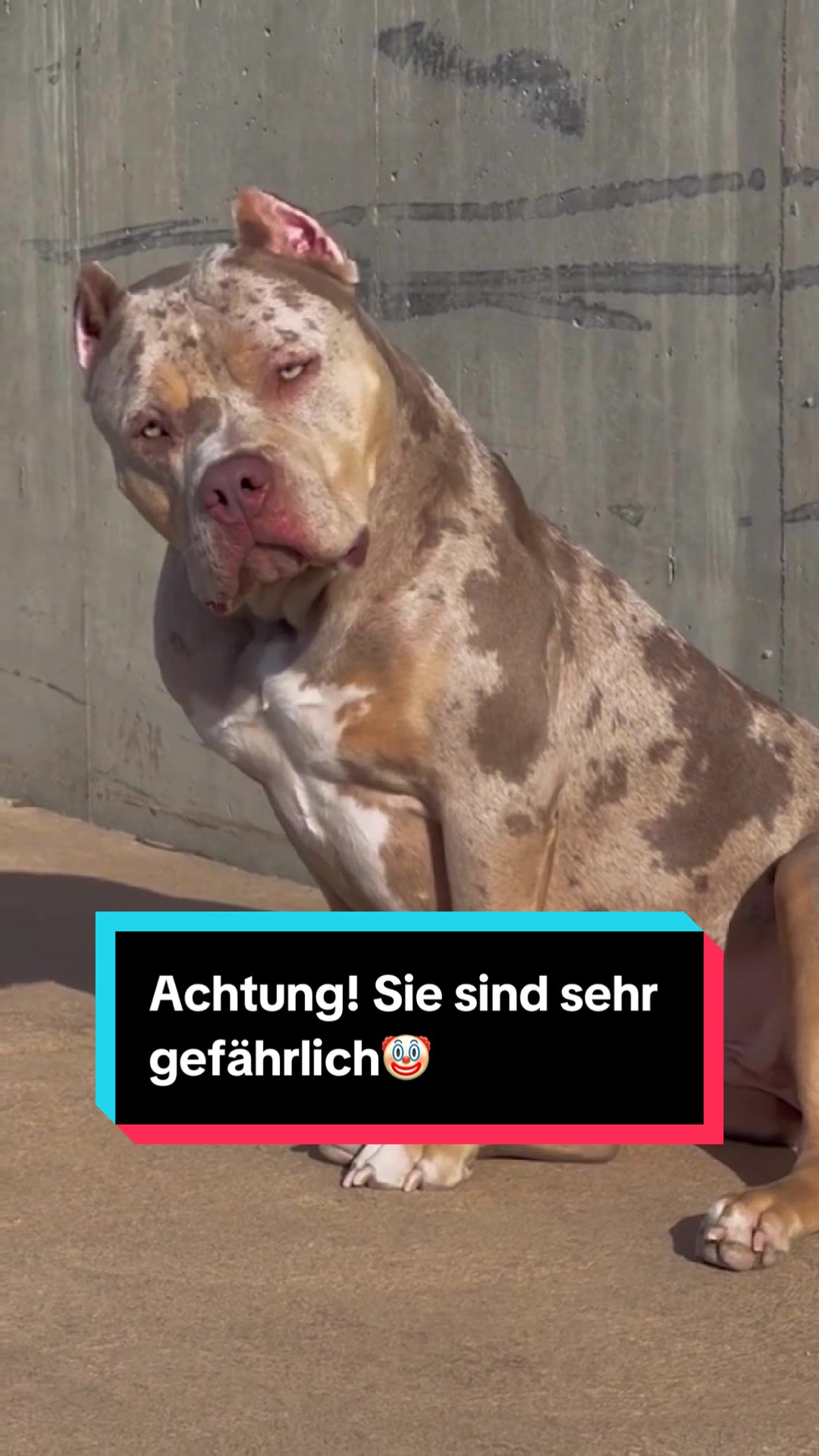 @Tiere kennen🐾