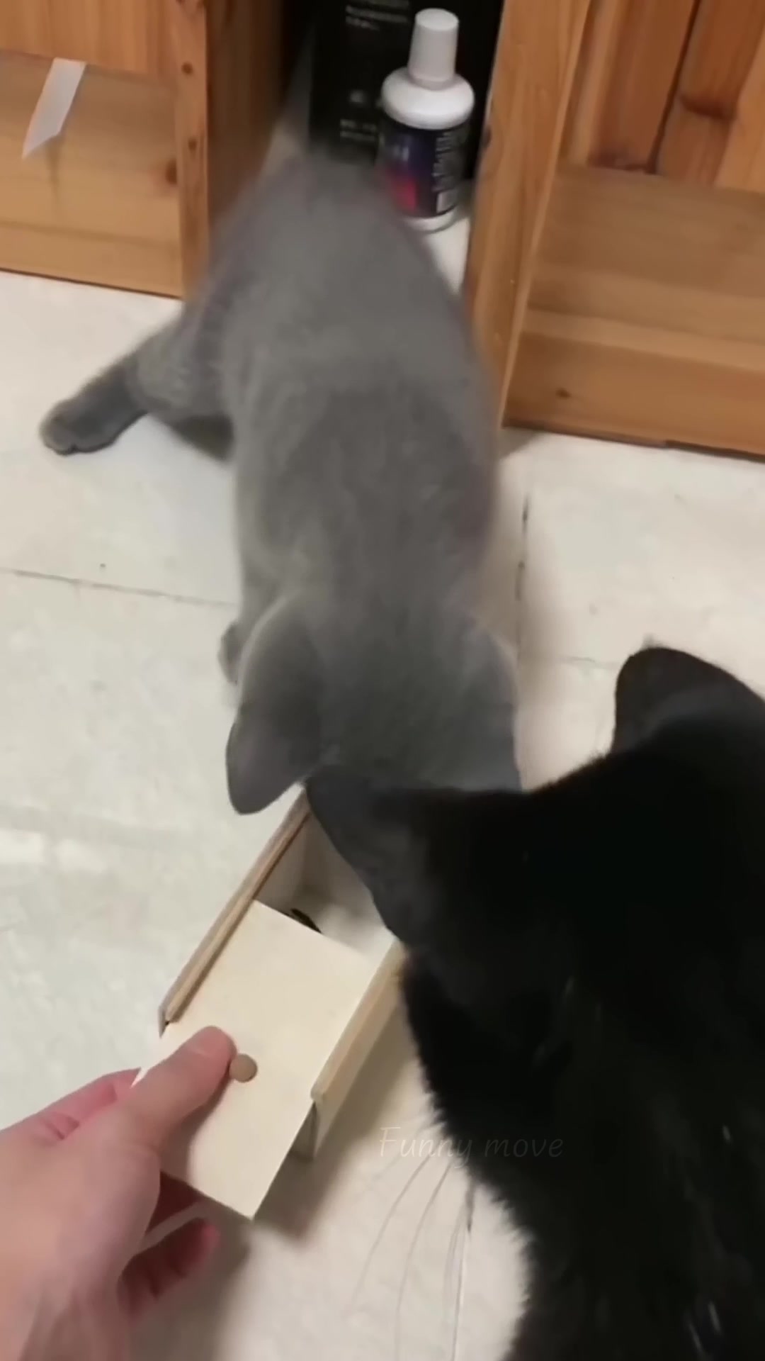 @pet.funny799