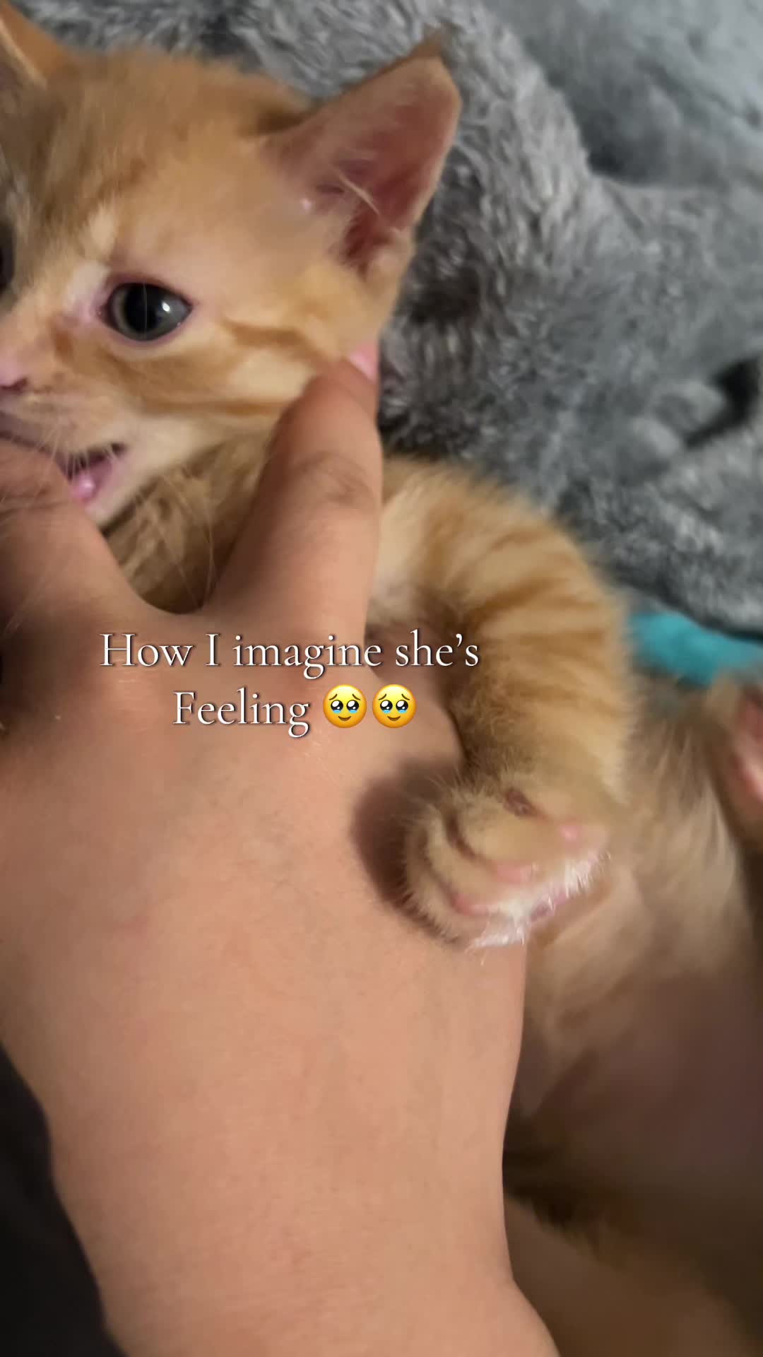 @Roxiemiauwmiauw